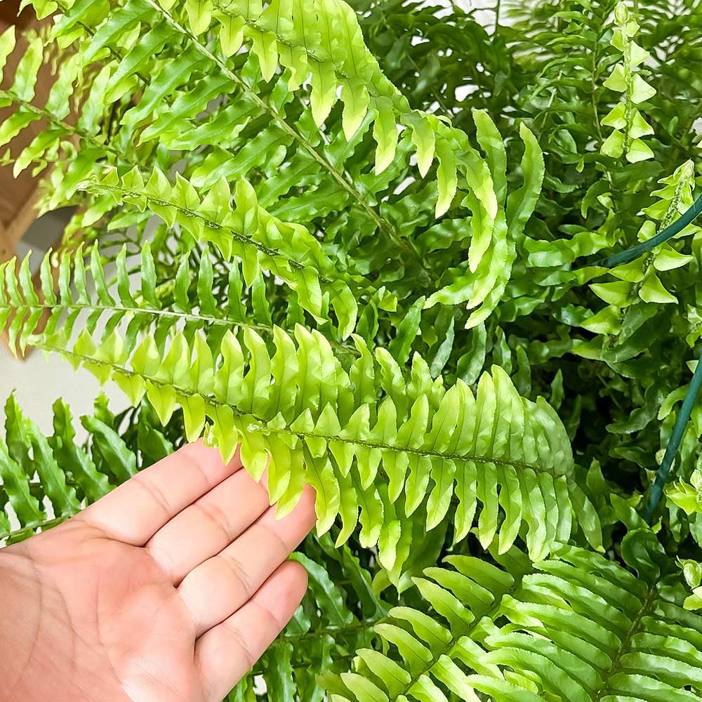 Amazon.co.jp: PLANCHU 観葉植物 ネフロレピス ボストンブルーベル 8号